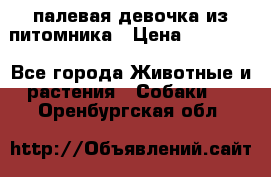 палевая девочка из питомника › Цена ­ 40 000 - Все города Животные и растения » Собаки   . Оренбургская обл.